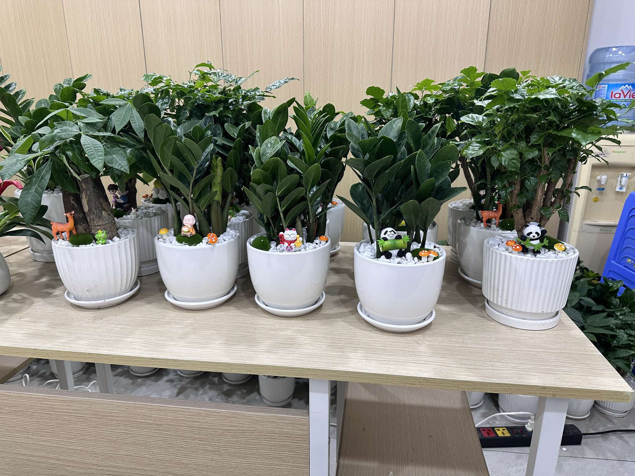 Vinatrees bán và cho thuê cây kim tiền để bàn